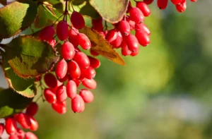 Berberine